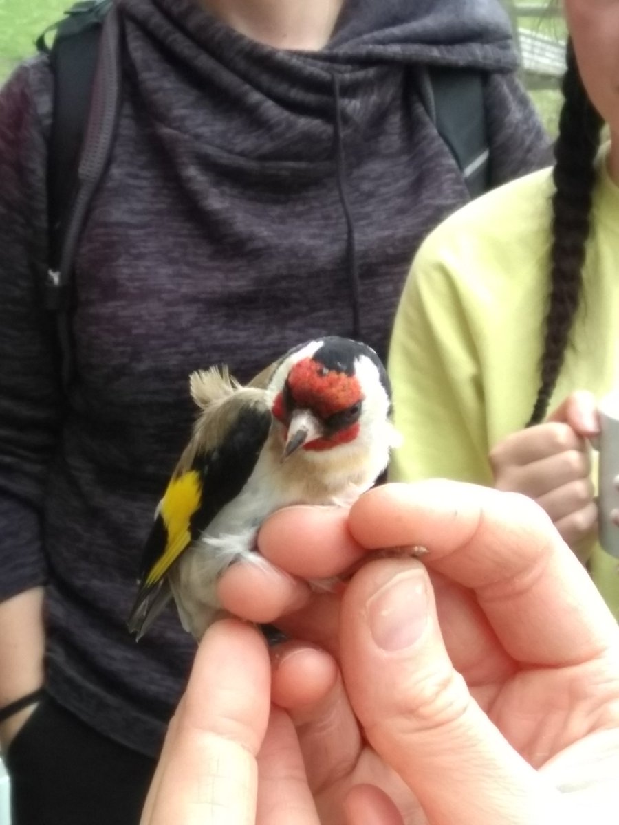 sheborg's tweet photo. Bird ringing @MalhamTarnFSC, @jennycdunn demonstrates how to age a goldfinch. @EvolEcoLincoln #ecologyfieldcourse https://t.co/Qn2JvaeFBN