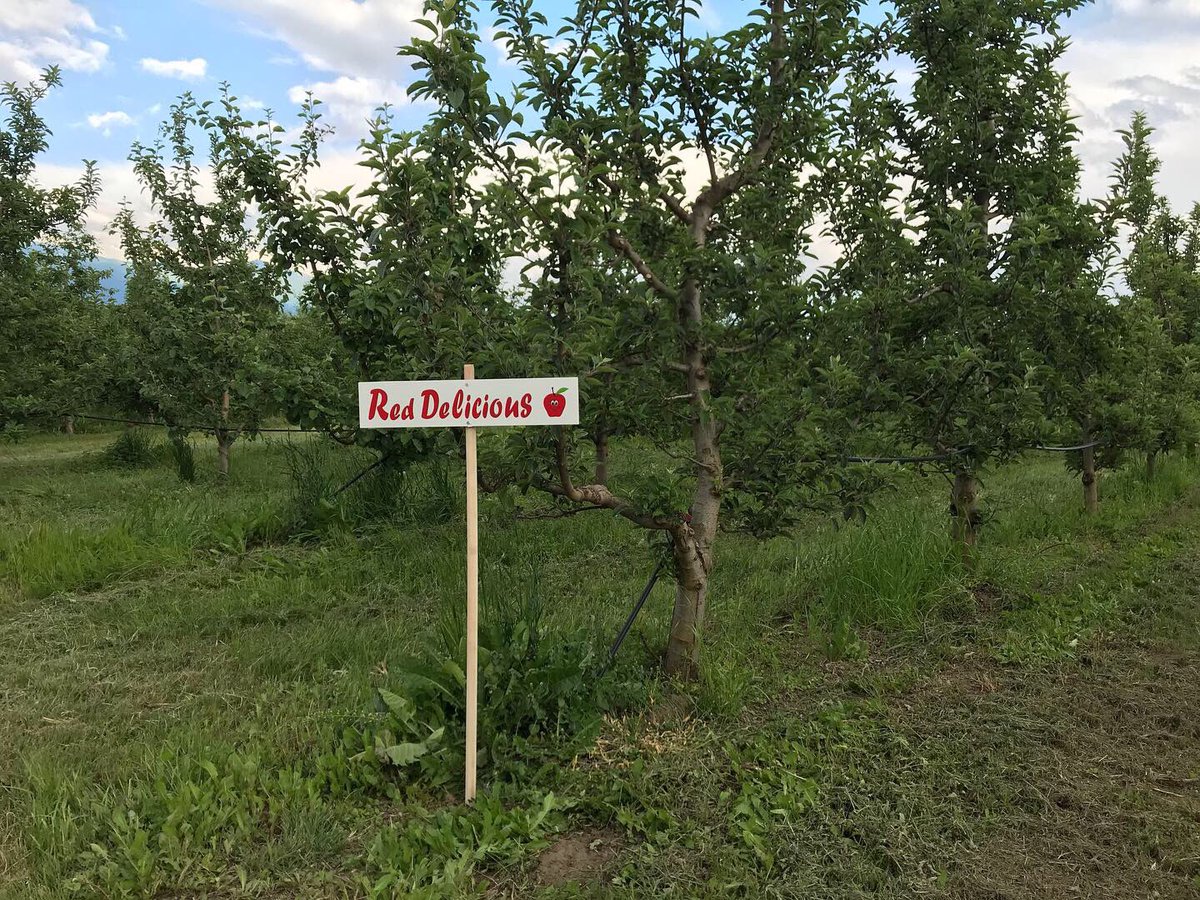SpiritOfPrespa's tweet image. The signs are up ✅
#cherries #apples #pumpkins