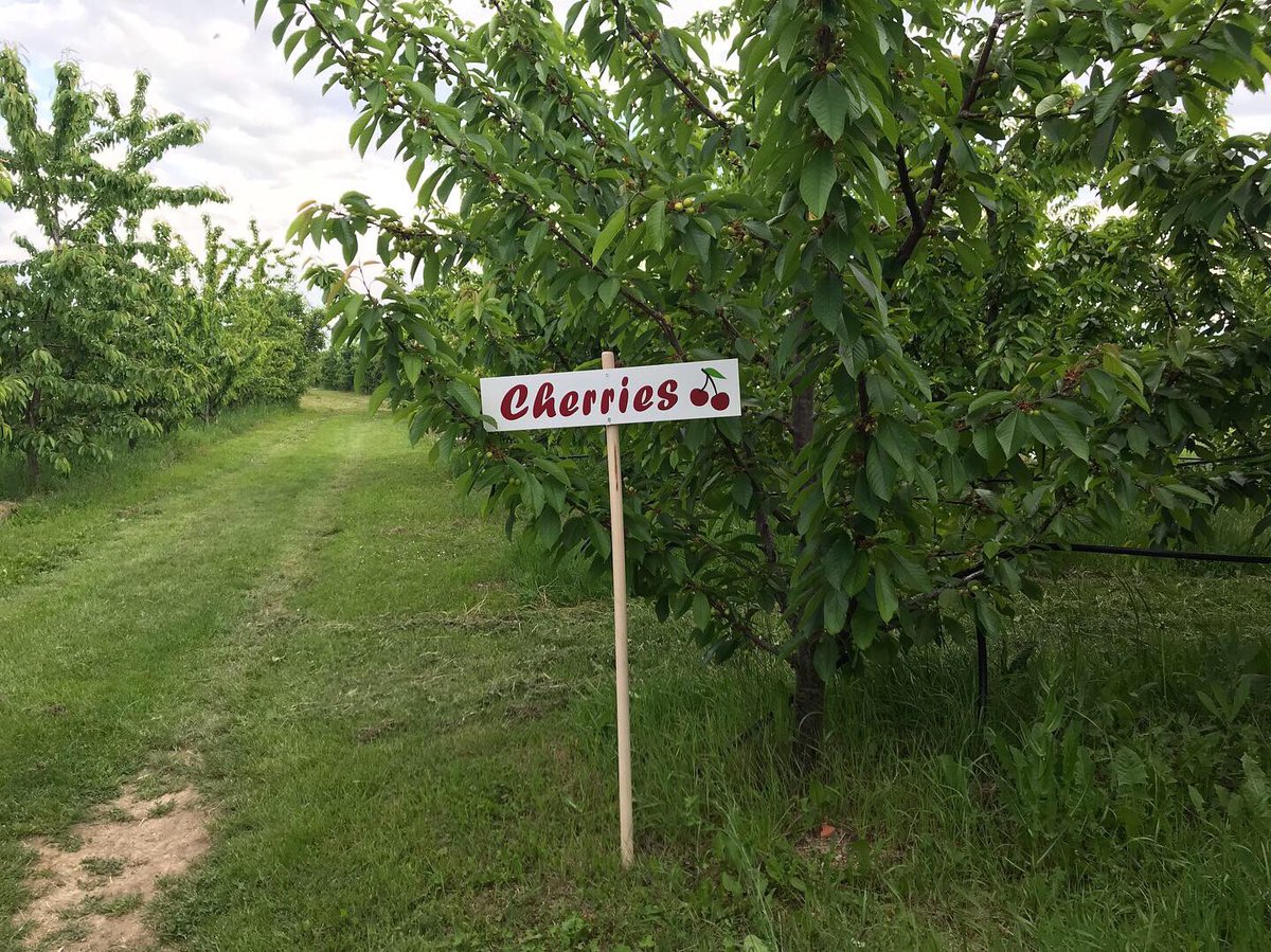 SpiritOfPrespa's tweet image. The signs are up ✅
#cherries #apples #pumpkins