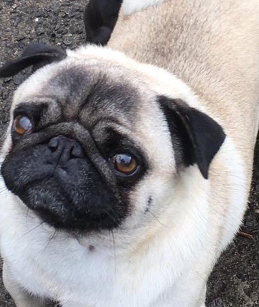 BlueFrenchie1's tweet photo. Facebook Page-HELP FIND HENRY❤️
Male Pug Henry From Wales Missing since 27/6/18😞
HAVE YOU SEEN HANDSOME HENRY PLEASE?🙏 #HelpfindHenry @rosiedoc666 @BlueFrenchie1 @gelert01 @RachaelB100 @suedaycam @jaynecellison @LizJ_T @Eloquencealways @thedogfinder @BrendaBlethyn @psychicpenny https://t.co/X3TC7cuwSw
