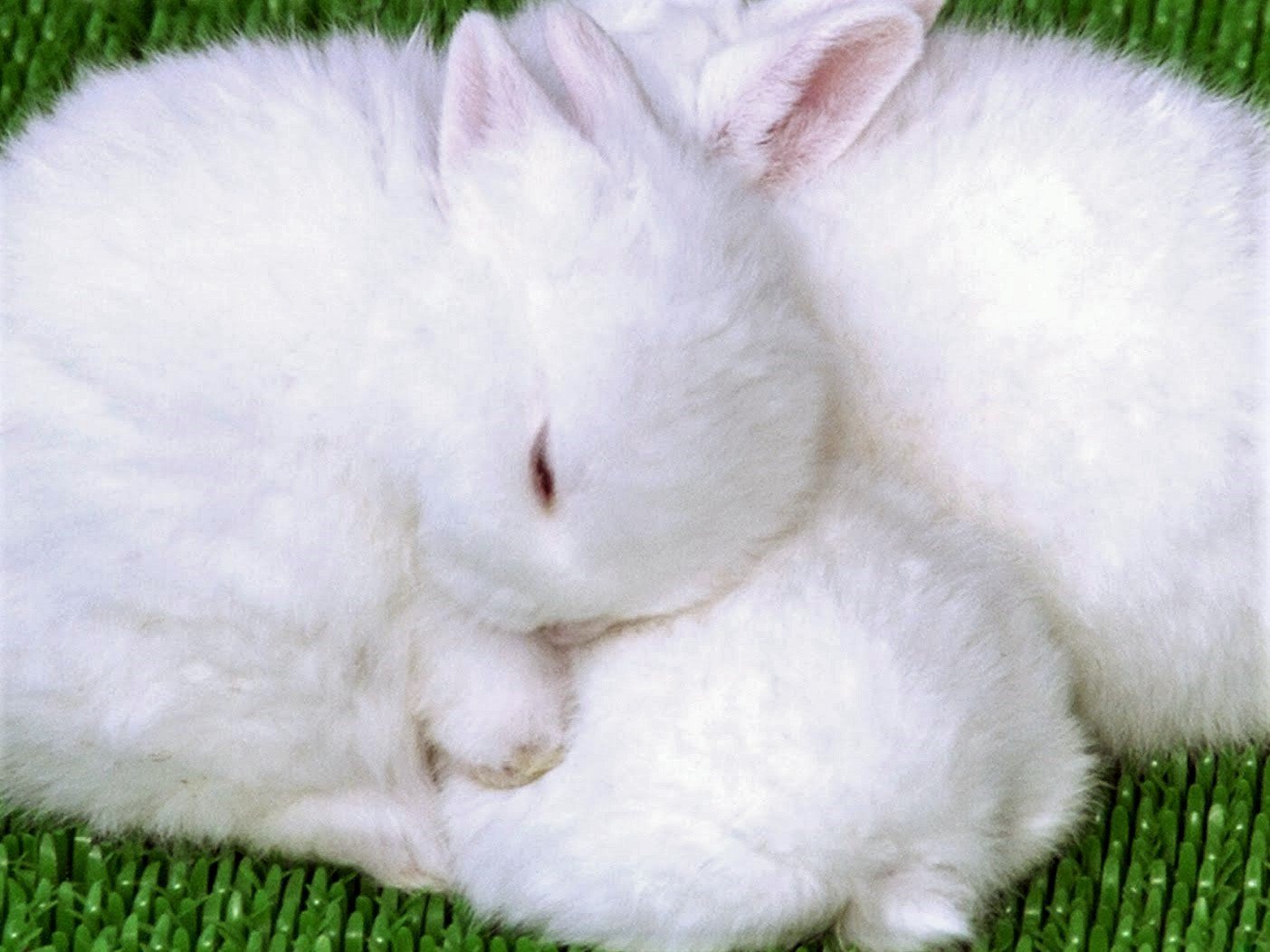 Twitter இல 息長鳥 赤い眼をしたうさぎ赤ちゃん重なり眠る 日本で古くから飼われている中型のうさぎは 日本白色種と呼ばれている 日本白色種はメラニンが少ないアルビノのため赤い眼のうさぎが多い 赤ちゃん 白うさぎ 赤い眼 うさぎ 日本白色種 Twitter இல 息長鳥 赤い眼をしたうさぎ赤ちゃん重なり眠る 日本で古くから飼われている中型のうさぎは 日本白色種と呼ばれている 日本白色種はメラニンが少ないアルビノのため赤い眼のうさぎが多い 赤ちゃん 白うさぎ 赤い眼 うさぎ 日本白色種
