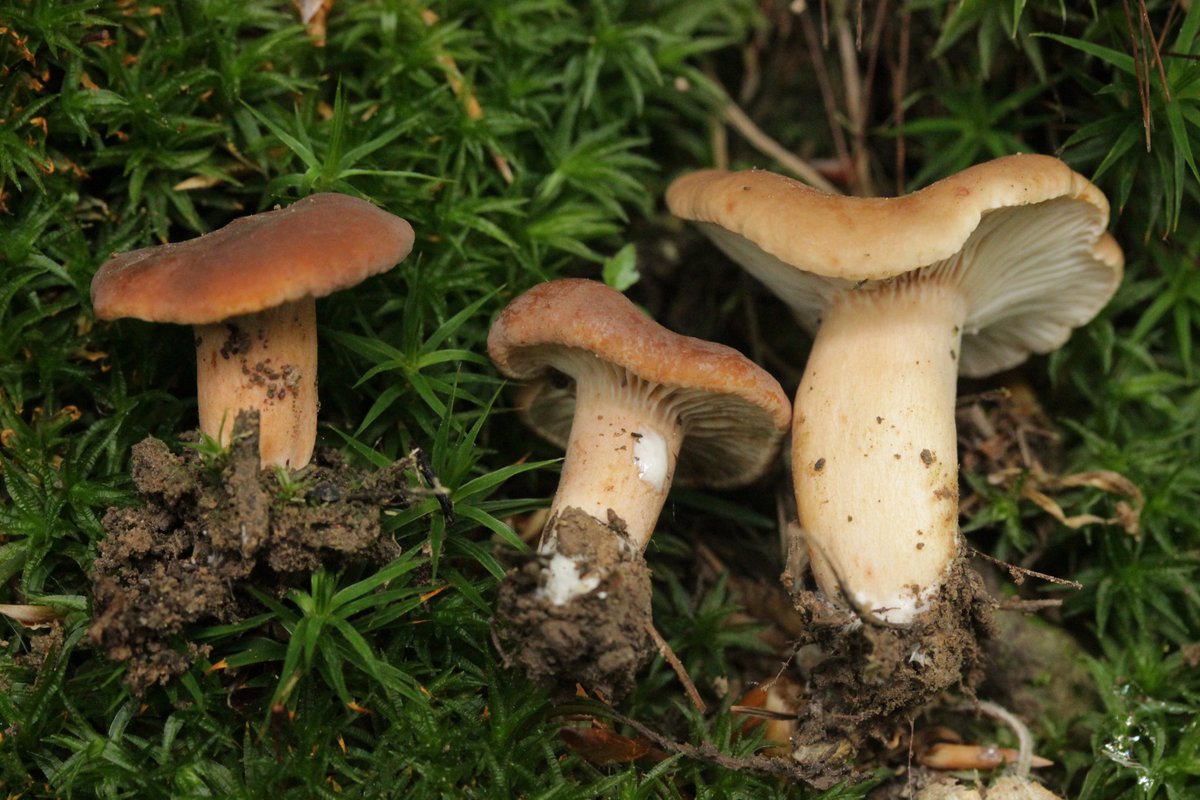 RPilze's tweet photo. Lactarius subdulcis
#Lactariussubdulcis #Lactarius #Milchling #SüßlicherBuchenMilchling #SüßlicherMilchling #mildmilkcap #beechmilkcap #lactairedouceâtre #mushroom #mushrooms #fungus #fungi #pilz #pilze #champignons #champignon #nature #natur https://t.co/UZ6IlPCZ5R