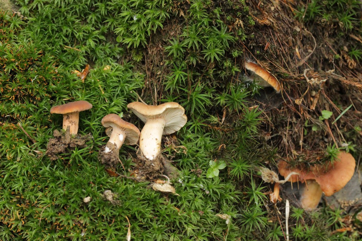 RPilze's tweet photo. Lactarius subdulcis
#Lactariussubdulcis #Lactarius #Milchling #SüßlicherBuchenMilchling #SüßlicherMilchling #mildmilkcap #beechmilkcap #lactairedouceâtre #mushroom #mushrooms #fungus #fungi #pilz #pilze #champignons #champignon #nature #natur https://t.co/UZ6IlPCZ5R