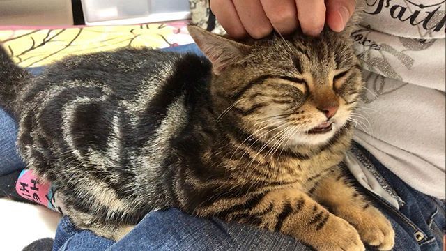 ちょりとちゃみ No Twitter 膝の上で幸せそうなお顔のちょり ちょり ちょりチャンネル 猫 ねこ ねこ部 にゃんすたぐらむ にゃんこ 子猫 T Co Js0itcaqzs