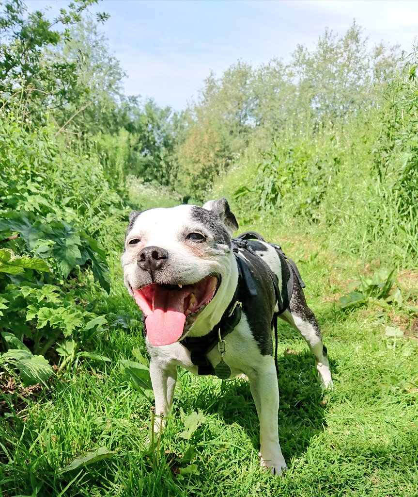 Enjoying a hot #StaffieSaturday morning ~ #Staffy #EveryDogTheirDay #DogsOfTwitter