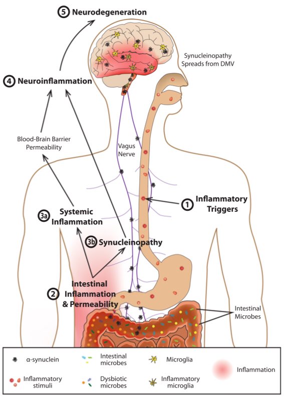 BenDC_CPK's tweet photo. #ISCN2019 Frank Middleton on The Microbiome and Microtranscriptome of early stage Parkinsons (Rotonome [C23H22O2] and Paraquat [C12H14Cl2N2]) Upstate Medical University. Gut-Vagus-Brainstem connection. https://t.co/qaXuAvkXnF