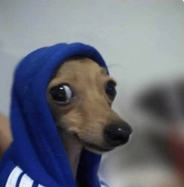 CATSDOGWorld's tweet photo. Whats up guys?
Is it cold today?

#Dogs #Funny #Happy #USA #LOVE https://t.co/8jPDxpk1A8