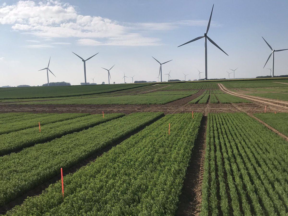 Reynald_Linea's tweet photo. Sélectionneur —> la relève dans nos pépinières lin fibre. Observations, patience, apprentissage... pour avoir le coup d œil ! 😉 #selectionpassion #lineasemences #lin #Ilovelinen #celc https://t.co/HgPomwdDum