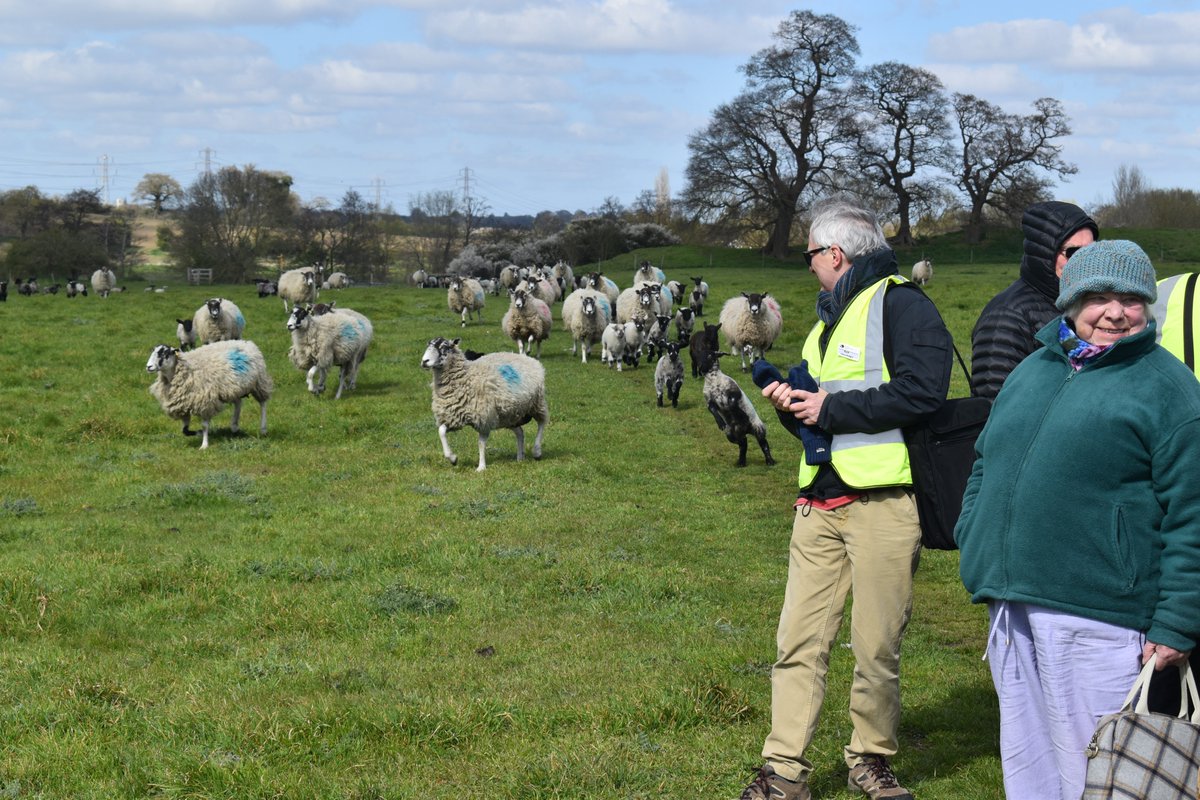 NorfArchTrust's tweet image. It was great having NNAS visit Caistor last month, even the sheep wanted to tag along on the guided tour! #spring #caistorromantown  #caistorromanproject #lambs #sheepontherun #norfolkarchaeology