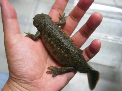 スケール でかいです イベリア半島の個体群のイベリアトゲイモリ しかもワイルドの飼い込み個体です 約27cmあります 隣は17cmのcbの個体です 大きさ 体格も別物みたいな迫力あります 1匹のみのメス個体です スケール でかいです イベリア半島の個体群のイベリアトゲイモリ しかもワイルドの飼い込み個体です 約27cmあります 隣は17cmのcbの個体です 大きさ 体格も別物みたいな迫力あります 1匹のみのメス個体です