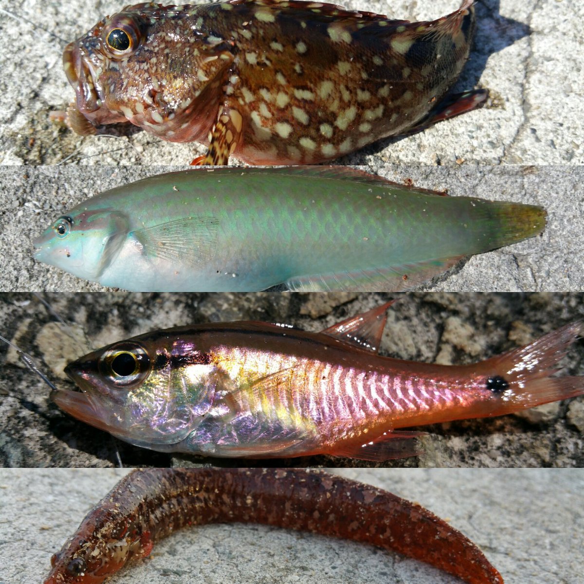 オハグロベラ オハグロベラ