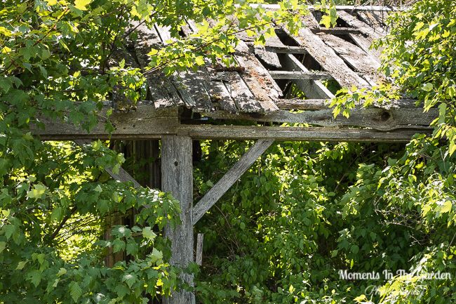 MomentsintheG's tweet photo. Moments in Fintry Provincial Park. #newfircones #whitelilacs #oldstructures #fintryprovincialpark #bcparks #okanaganlifestyle #momentsinthegardenphotography https://t.co/jvR74BNO74