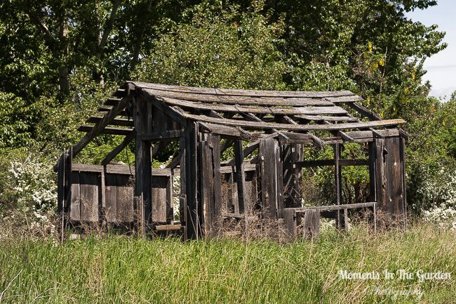 MomentsintheG's tweet photo. Moments in Fintry Provincial Park. #newfircones #whitelilacs #oldstructures #fintryprovincialpark #bcparks #okanaganlifestyle #momentsinthegardenphotography https://t.co/jvR74BNO74