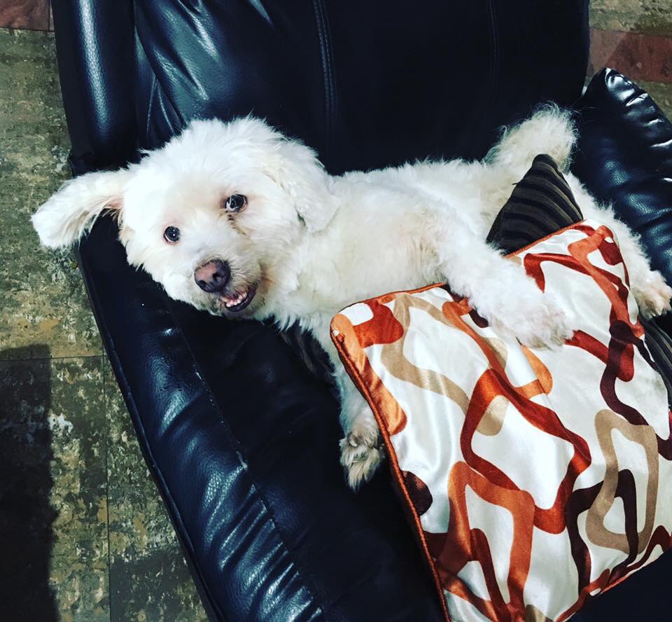 simplypayal's tweet photo. His special seat https://t.co/50H2McRcro