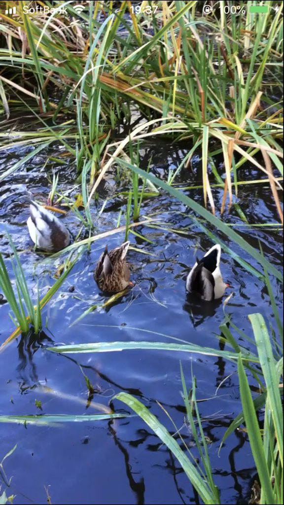 Twitter पर カモノミライ こんにちは はじめまして 鴨の良さが分かる方がいるとは W鴨かわいいですよね そして美味しい 笑 ブーマー君どう考えてもラスボスですよね 最初からアレは辛すぎる 私たちも奇跡のクリアだったので2回目同じようにクリア