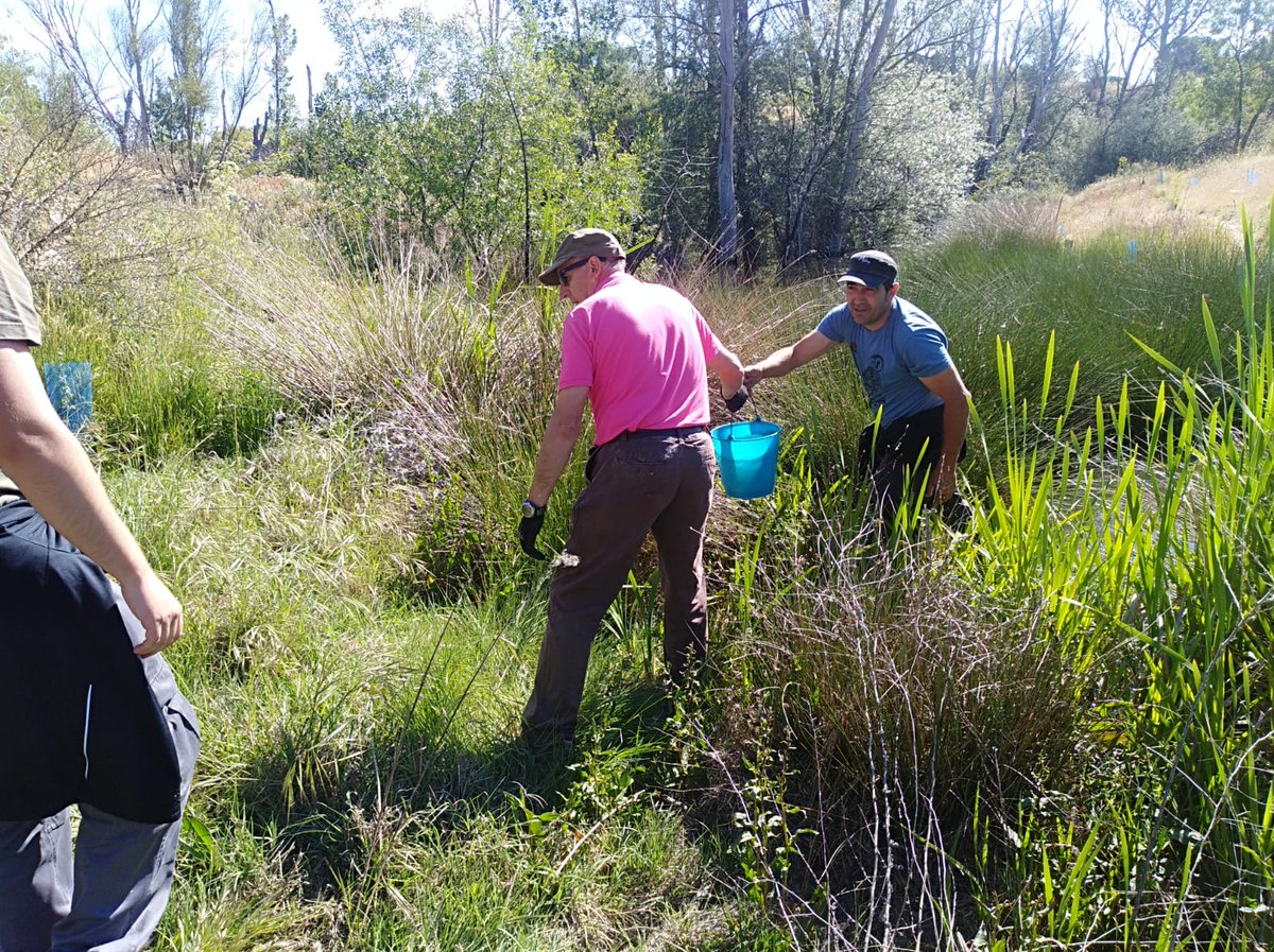 CorredorEcoSur's tweet photo. Los compañeros de Entorno Meaques-Retamares dedican la mañana del sábado al riego de las plantaciones alrededor del humedal de los arroyos #Meaques y #Valchico Una primavera seca y calurosa obliga a estos riegos de emergencia https://t.co/myvSoLL46q