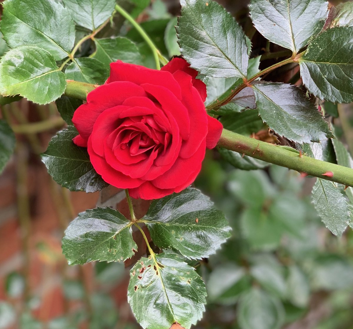 joern2015's tweet photo. Die Rosen kommen... https://t.co/dLHe26QBrj
