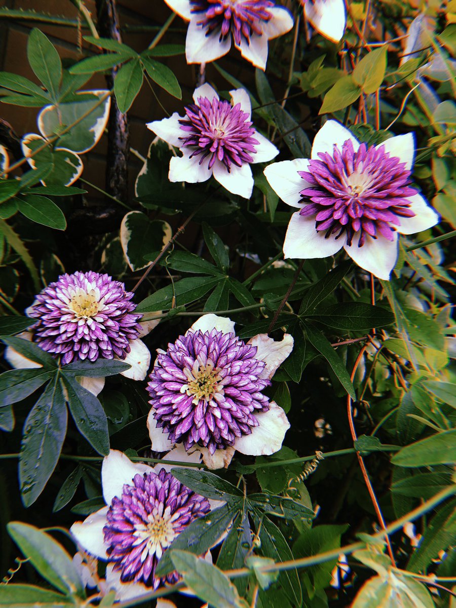 麗菜 れな 名前が分からないんだけど和菓子みたいな綺麗なお花見つけた 麗菜 れな 名前が分からないんだけど和菓子みたいな綺麗なお花見つけた