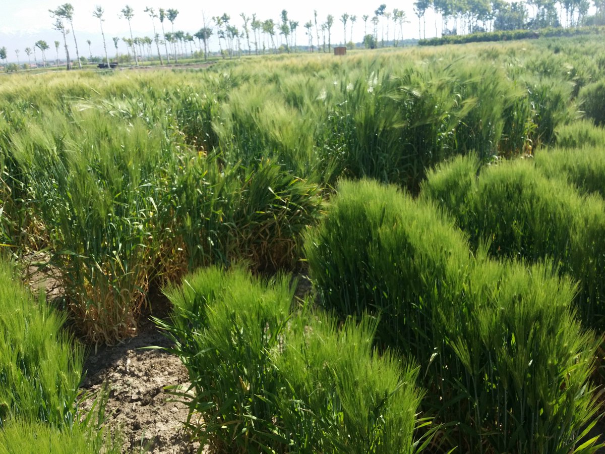 mrez6's tweet photo. Some #Barley advanced #genotypes to identify #drought_tolerant lines
#Plant_Breeding https://t.co/rG34soWEZc