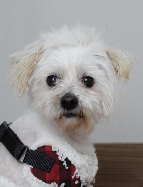 fostertoforever's tweet photo. Prince will be royally peeved if you don't adopt him! @SHHAnimalRescue #Prince #maltese #purebredinrescue #breederrelease #Minnesota #AdoptDontShop #banpuppymills https://t.co/ujznyHJJfI