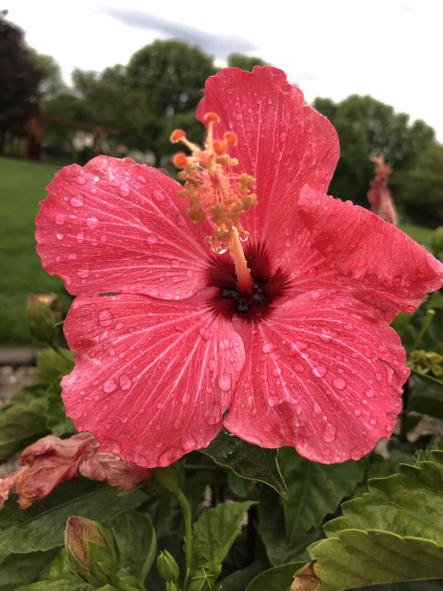 BluegrassScenes's tweet photo. Spring flowers in Kentucky, by @sjheathome_q @mapsandstamps @mwilkinsphotos and @photosbygretaf https://t.co/Dhf2OW3oMa