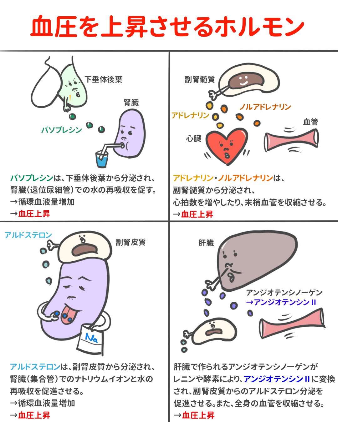 Twitter 上的 ゴロ 解剖生理イラスト 4コマで分かる 血圧を上げるホルモン4選 仕組みもイラスト化しました T Co Cugoqkstzp Twitter
