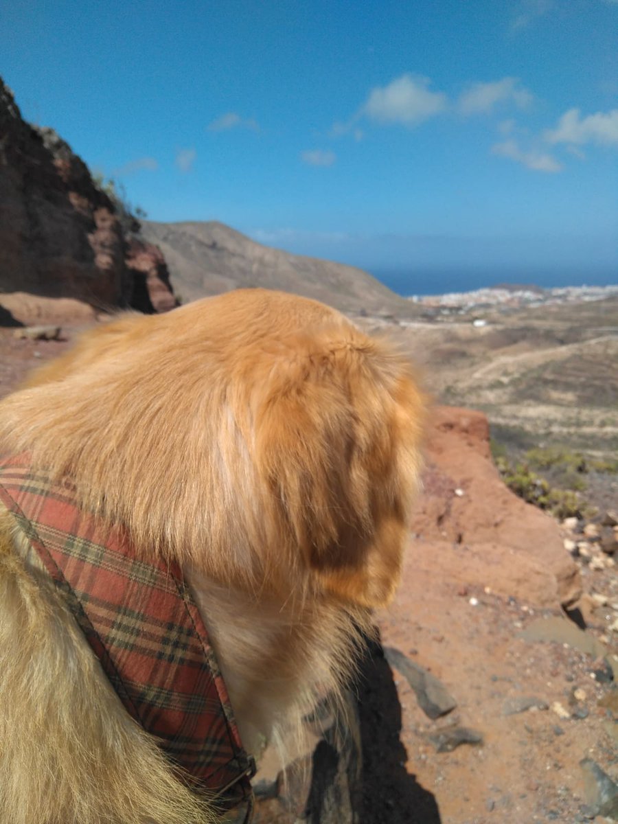 No hay mejor lugar para reflexionar que el Roque Igara, orgullo de nuestro municipio, Arona, que para mi gente y para mí tiene un significado especial. 

Demasiado tiempo sin venir con Simba a contemplar tanta belleza. Echaba de menos estos ratitos!!

#FelizSabado de #reflexión