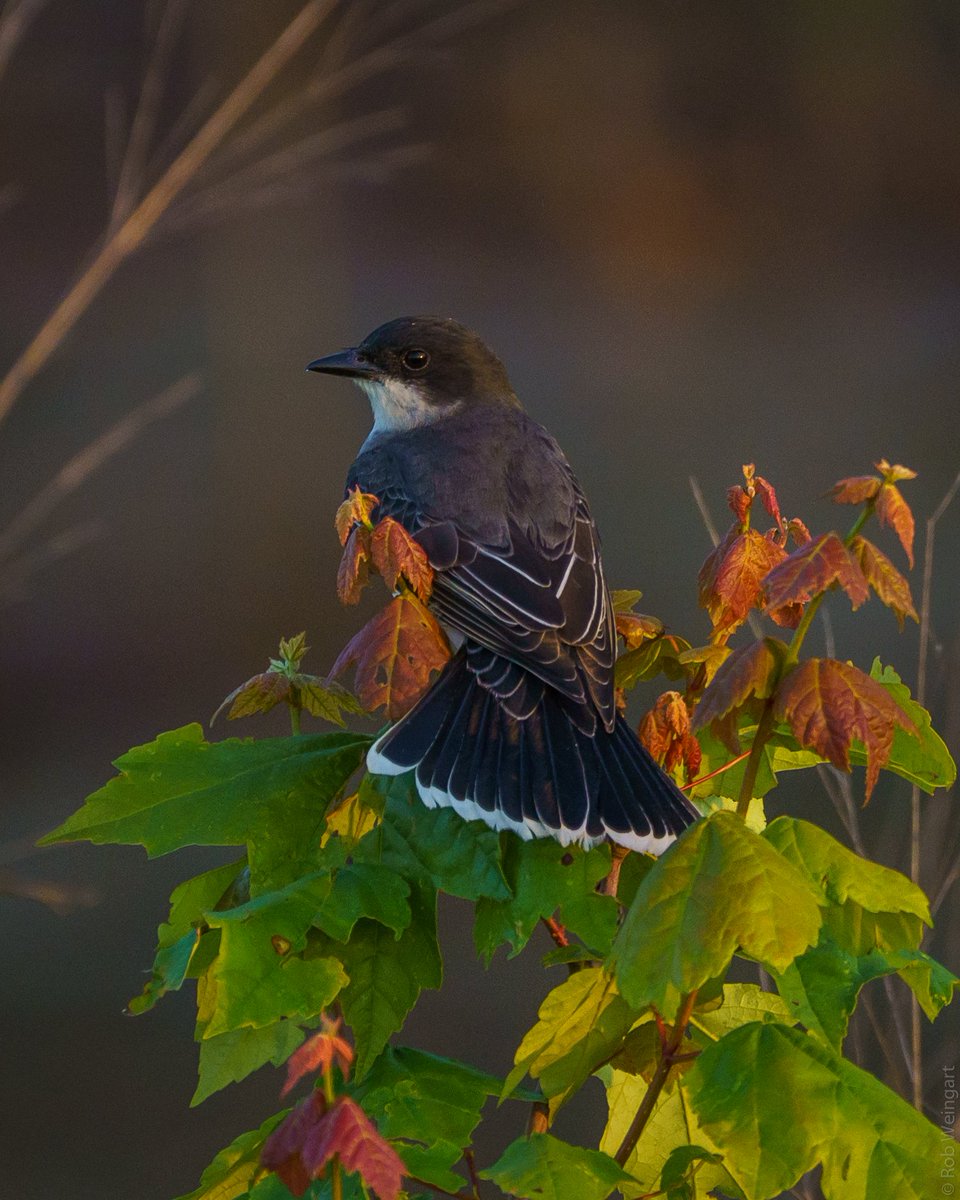 Eastern Kingbird

#kingbird #flycatcher #longlivetheking
#wildlife #wildlifephotograpy #birding