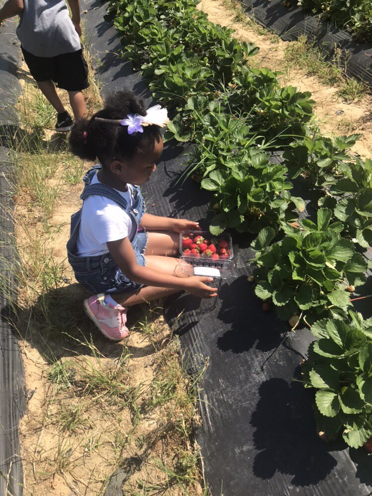 Kesars_peacocks's tweet photo. Cottle farm was so much fun 🍓@NSECrickets https://t.co/dy34CcJ8ja