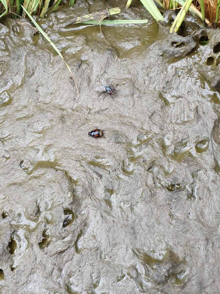 <a href="/Team_DUMP/">DUMP</a> <a href="/TrefrawlFarm/">Trefrawl Farm</a>  looking out for and trying to identify the mighty #dungbeetle on our farm