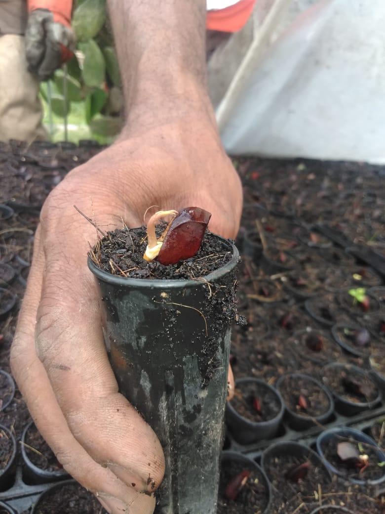 token_tree's tweet photo. Las semillas de caoba que iniciaran la expansión empiezan a germinar en el vivero

The mahogany seeds that will initiate the expansion begin to germinate in the nursery

#TreeFarmToken #DominicanRepublic #Mahogany #Environamentalblockchain https://t.co/VAFnFgoPv1