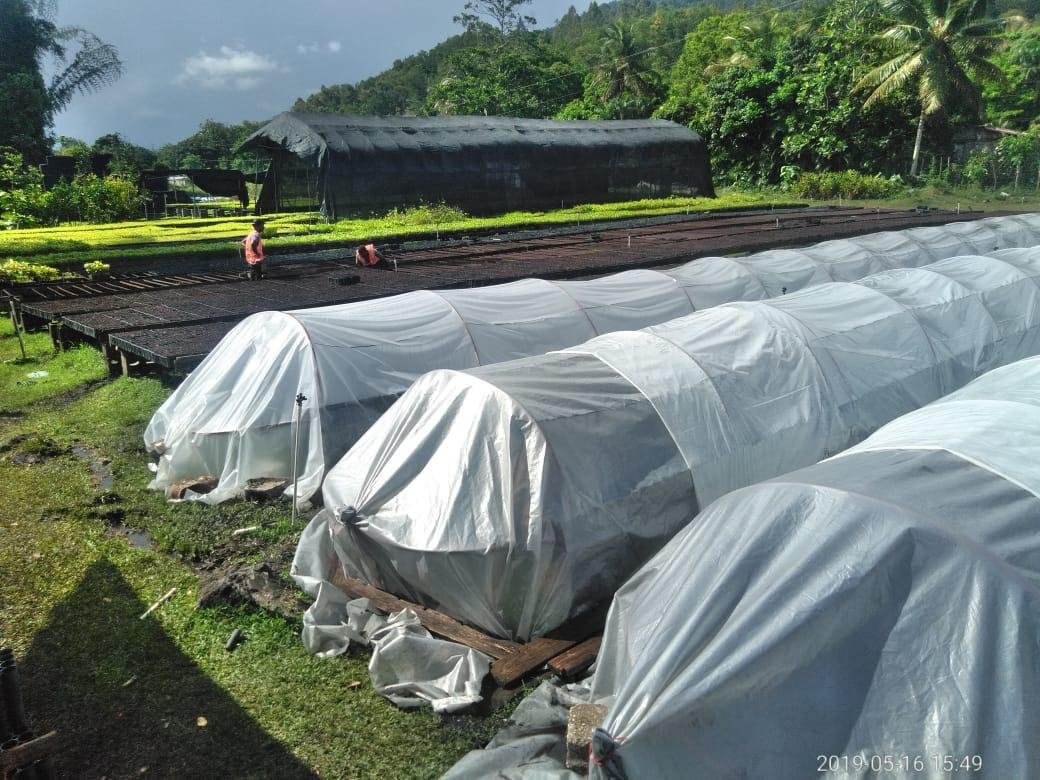 token_tree's tweet photo. Las semillas de caoba que iniciaran la expansión empiezan a germinar en el vivero

The mahogany seeds that will initiate the expansion begin to germinate in the nursery

#TreeFarmToken #DominicanRepublic #Mahogany #Environamentalblockchain https://t.co/VAFnFgoPv1