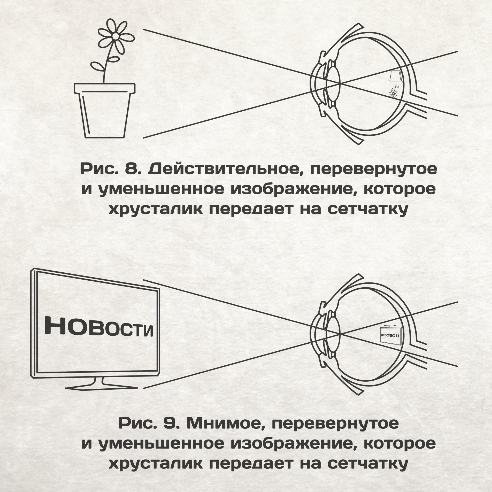 Перевернутая схема. Мы видим перевернутое изображение. Глаза видят мир перевёрнутым. Человек видит перевернутое изображение. Мы видим мир перевернутым.
