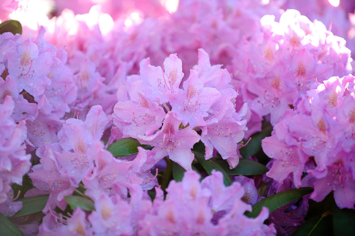 preziosonews's tweet photo. Morning color.  Nikon D3. #nikon #flowers #bostonmorning https://t.co/Po363dBTWy
