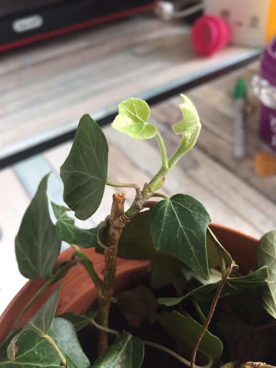 cuteanimalsdayx's tweet photo. Hope this is allowed. I’m so proud of my ivy for growing two new little leaves
#Wildlifeart #petsoriginal https://t.co/sIvmc6zX1v