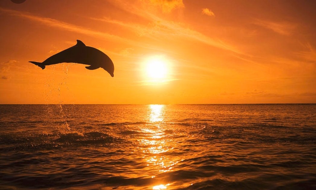 Wes McFarland tweet media