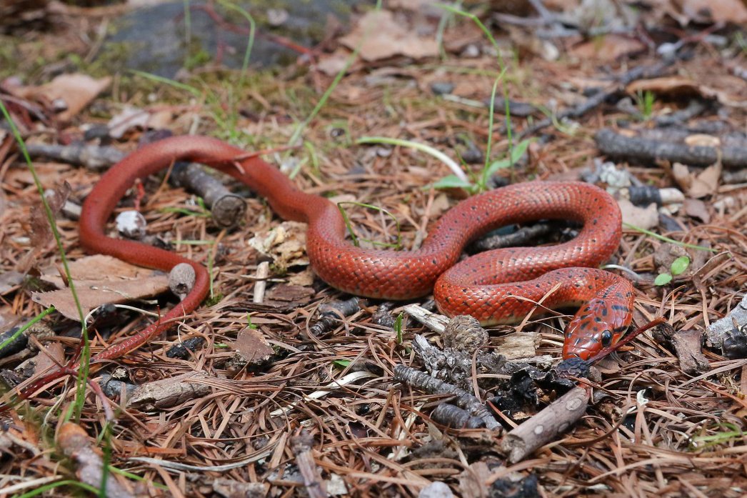 サイトウ 本土ヘビ3種目はジムグリ 幼蛇は初めて見たので嬉しい T Co Gezgg4gsmf Twitter