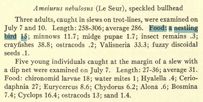 Dr_KaoYC's tweet photo. right place &amp; right time, anything can be eaten by #BrownBullhead !! Probably only @SolomonRDavid is interested it. maybe  #fishvsbird

Pearse AM (1921; he was a @UWMadison professor). The distribution and #food of the #fishes of three #Wisconsin #lakes. https://t.co/bpEGoP7JEB