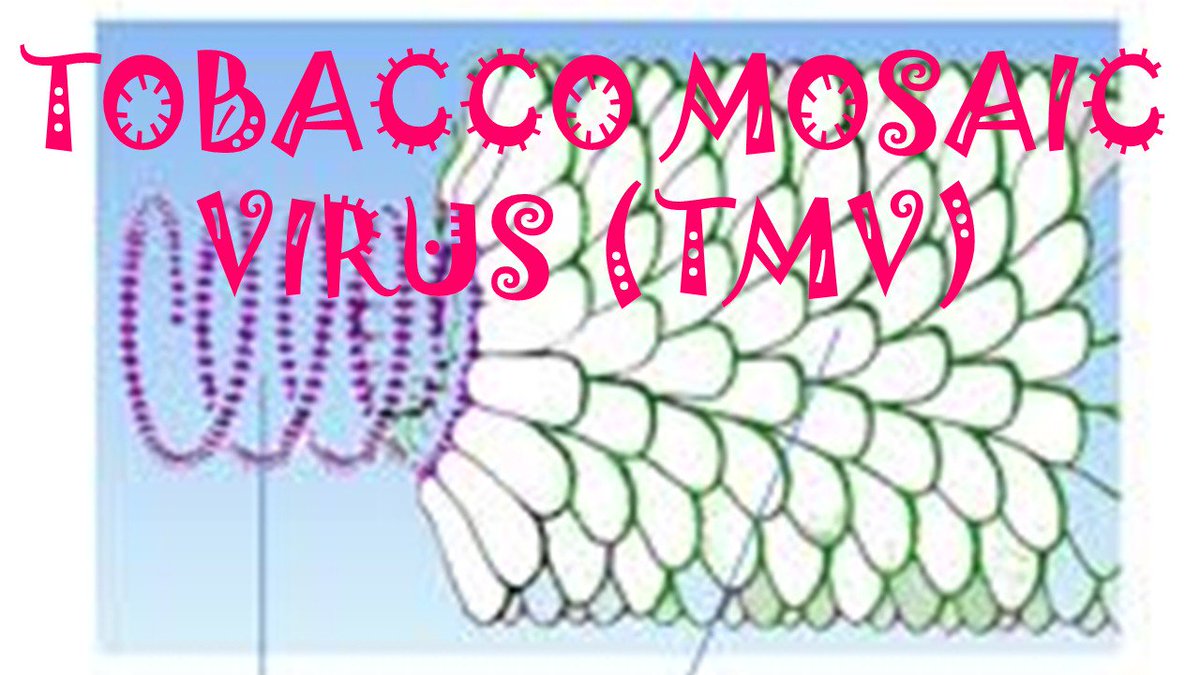 KmdWith's tweet image. This video is from my you tube channel: life sciences with KMD