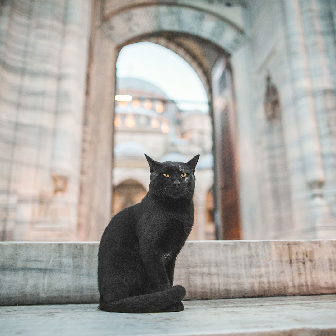 TurkishMuseums's tweet photo. Same thing, every day. People come and can’t believe how beautiful this mosque is. Same exclamations, screams, excitement. Enough already, it’s just a nice warm place to sleep for some of us!
#Turkey #Caturday #exploreMW #museumweek https://t.co/qjeI8dbVhQ