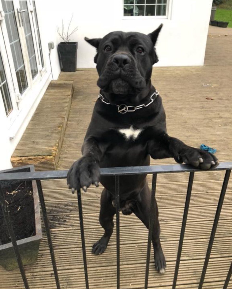 Cane Corso went missing this morning in Brentwood essex around 8am we are offering a reward for the safe return or location of Him any info please DM me