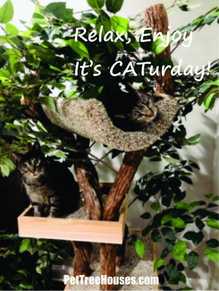 Pet Tree Houses (@pettreehouse) on Twitter photo 