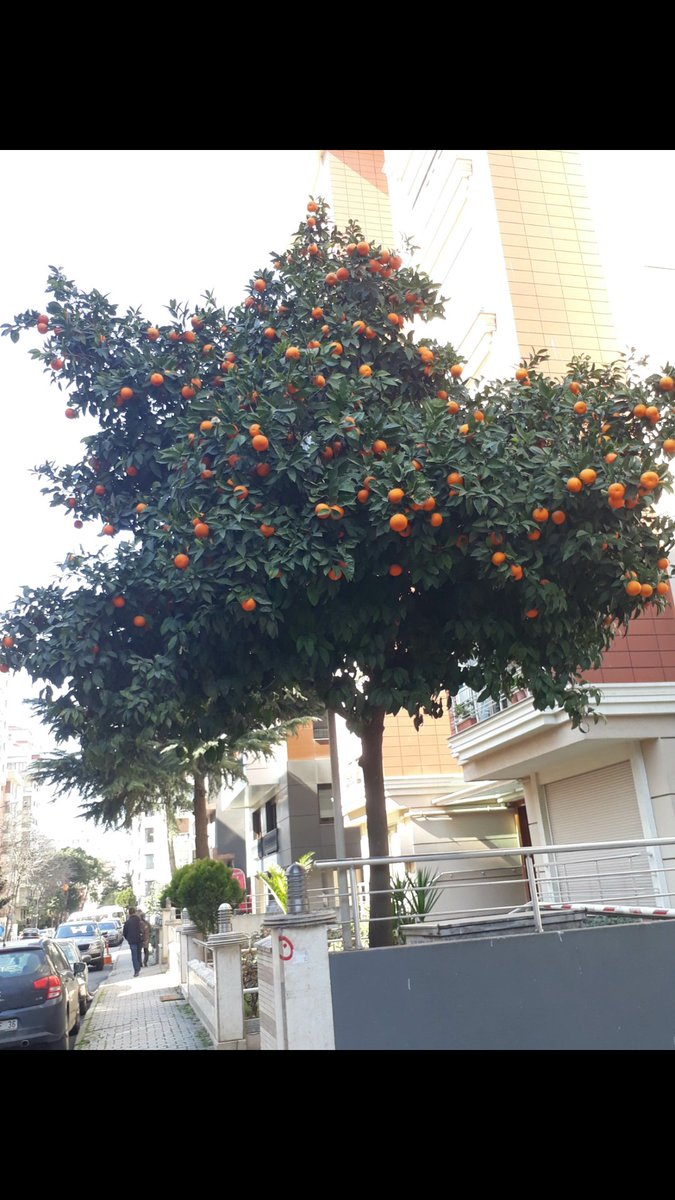 KerimNil's tweet image. #çiçek #ağaç #böcekler #doğa