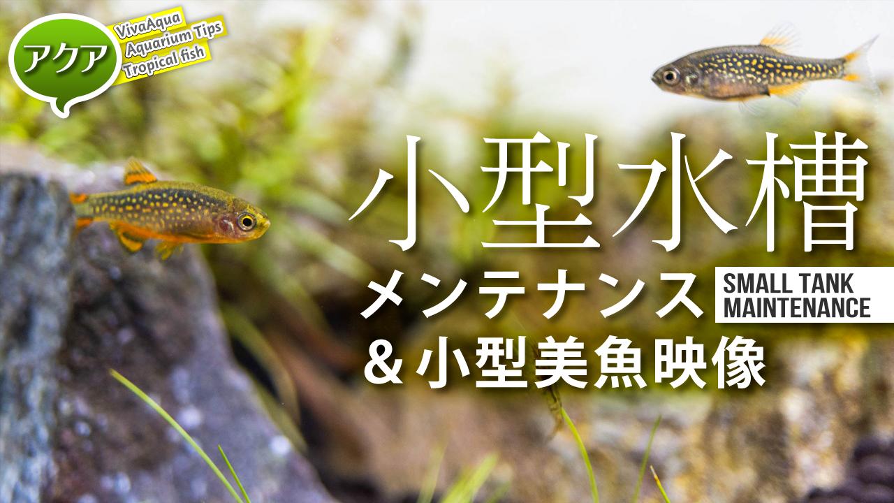 ビバアクア 動画アップしました サムネ用の写真撮影が一番疲れた アクアリウム Aquarium Danioerythromicron Daniomargaritatus T Co Jmm5uoinjc