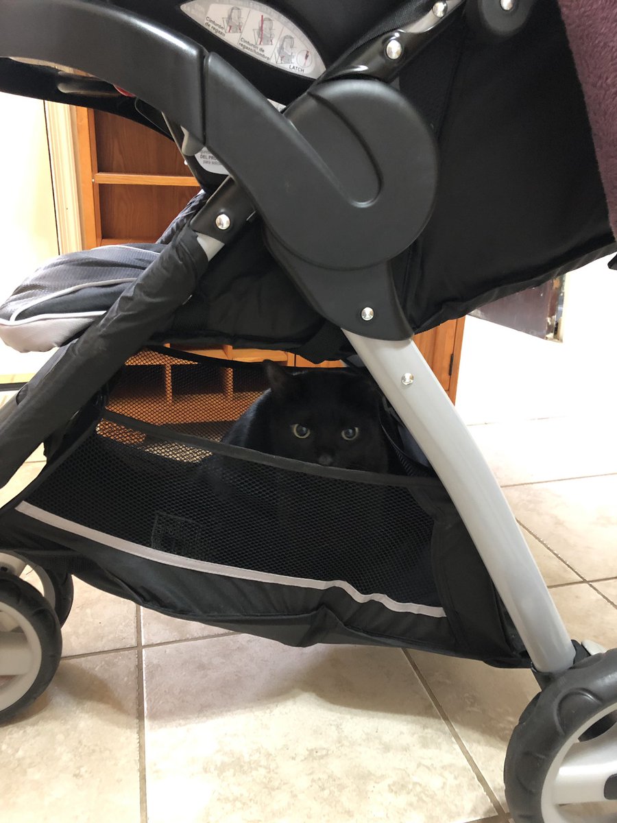 four_kittens's tweet photo. My new ride... #justalittleevil #four_kittens #lovemyluci https://t.co/3AD5b6bxwT