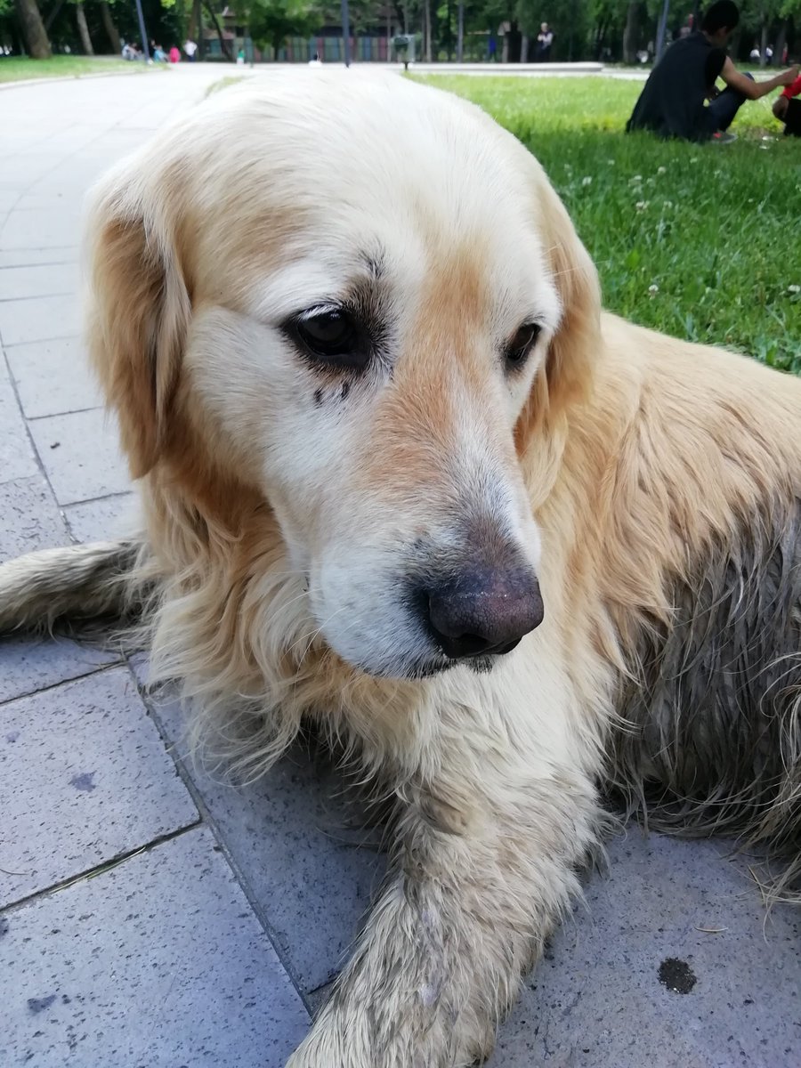 GEÇİCİ /KALICI YUVA
Ankara Kurtuluş Parkı'nda. Terkedilmiş veya kaybolmuş olmalı. Ayakları çamur içinde. Çok korkmuş ve ıslanmış.
Yuvasını ona açabilecek olan var mı?