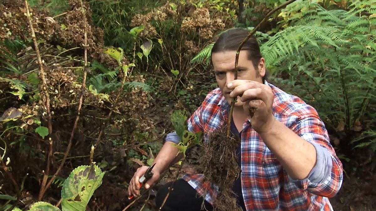 jardinatis's tweet image. Recordamos cómo aprovechar los acodos que se han formado de forma espontánea en el jardín. ¡Es muy sencillo y muy útil! 😉

➤ bit.ly/buscando-acodo… #jardinatis #acodo