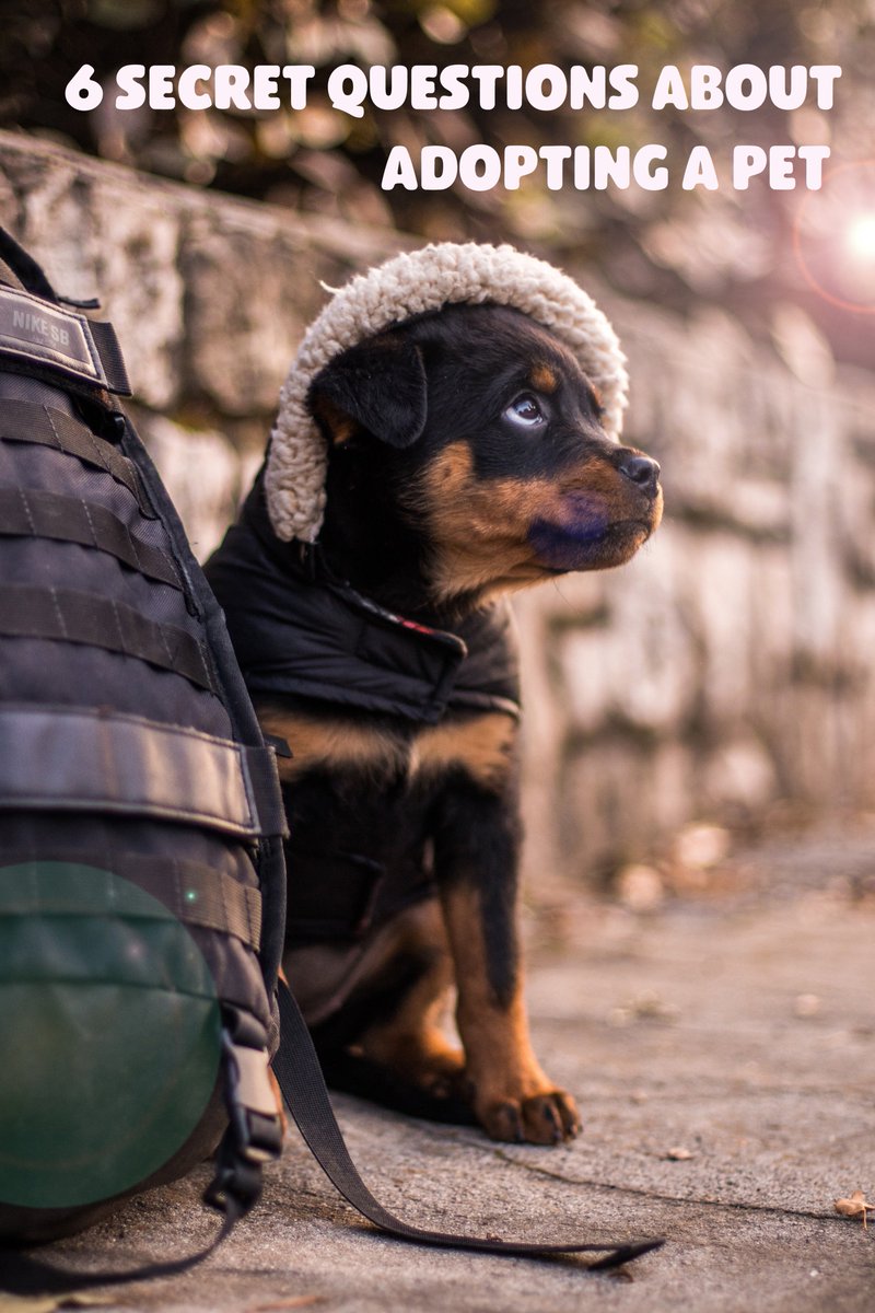 CleapetUK's tweet photo. Are you thinking about adopting a pet? Then here are the 6 questions that you need to ask yourself beforehand. Click here to read our latest blog post: https://t.co/61pJCuwLTi https://t.co/pKZ9WrIxAF