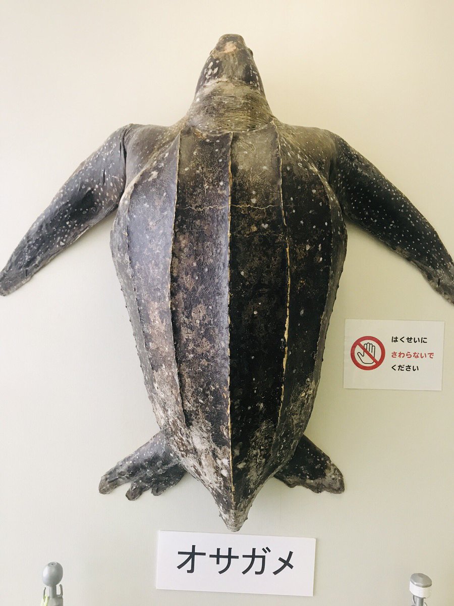 関西関東あらゆる水族館を勉強してきた私、初めて一番行きたかった