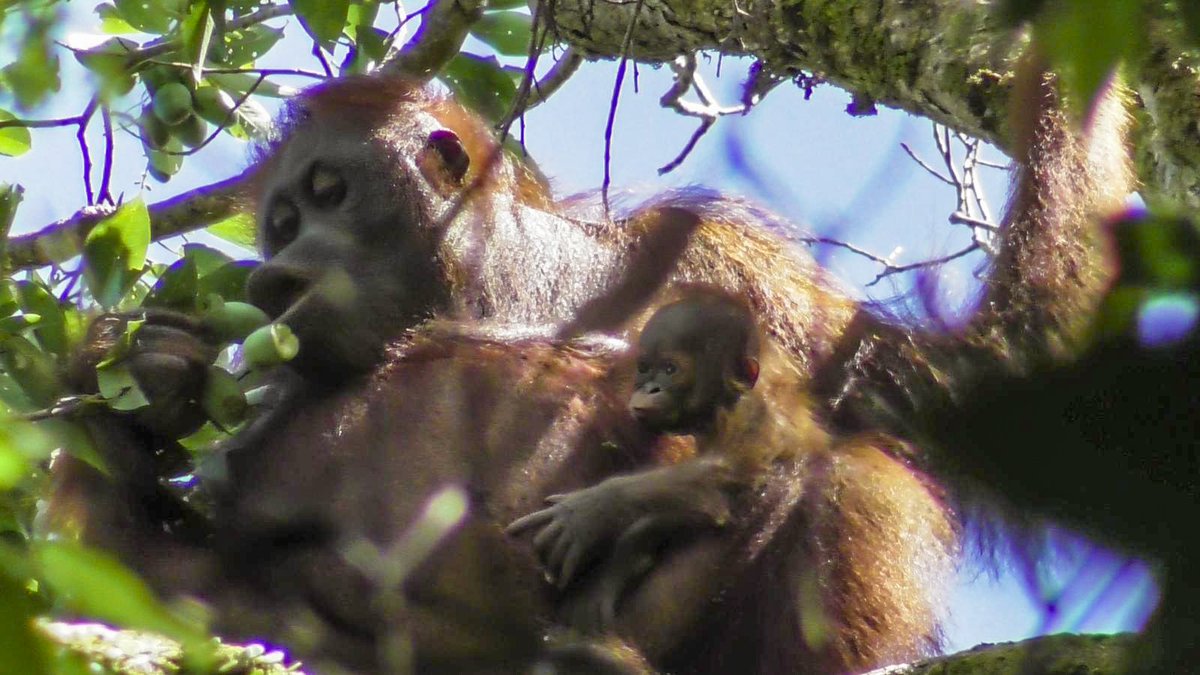 We are thrilled to announce that Walimah is a mother again!! We've been eagerly following her pregnancy and anticipating this event! Here is our first glimpse of Cabang Panti's newest baby orangutan. We're all hoping for a better outcome this time!